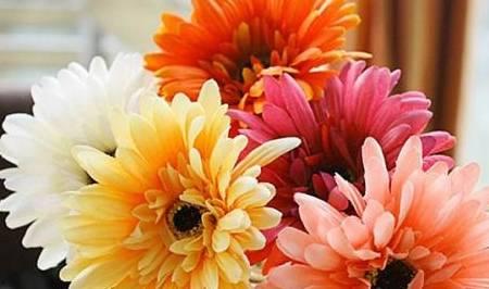 拨开云雾见福星农家小福星