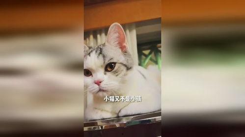 猫（粤语版）,猫咪的温馨故事